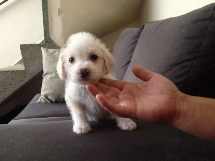 Cachorro ra a SRD idade 2 a 6 meses nome S/N