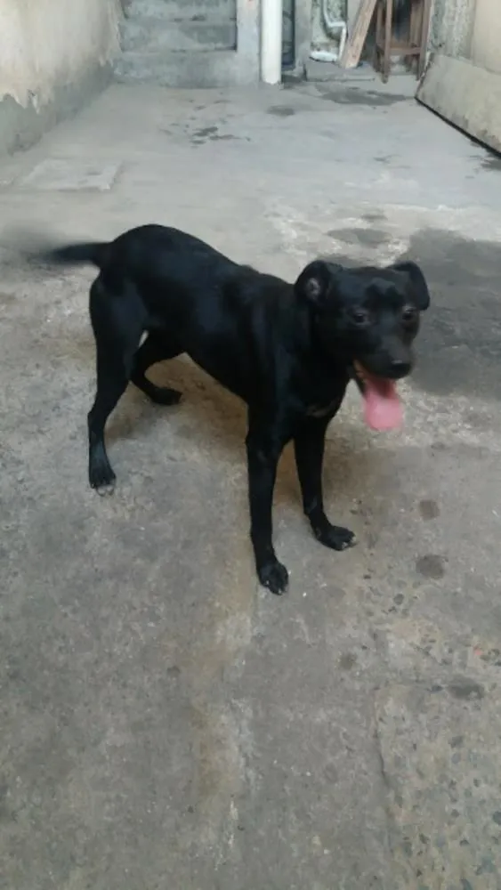 Cachorro ra a Vira lata idade 7 a 11 meses nome Rex