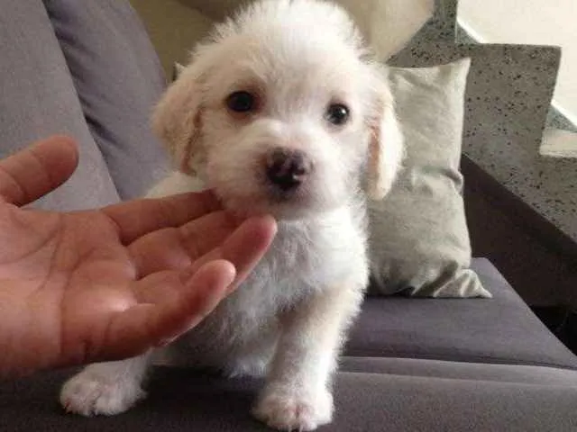 Cachorro ra a SRD idade 2 a 6 meses nome S/N