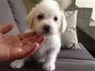 Cachorro raça SRD idade 2 a 6 meses nome S/N