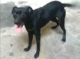 Rex