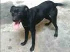 Cachorro raça Vira lata idade 7 a 11 meses nome Rex