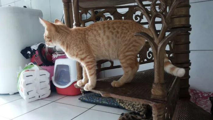 Gato ra a Siamês idade 2 a 6 meses nome Pepita