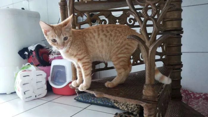 Gato ra a Siamês idade 2 a 6 meses nome Pepita