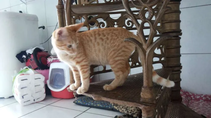 Gato ra a Siamês idade 2 a 6 meses nome Pepita
