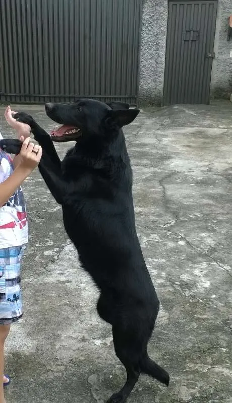 Cachorro raça Pastor Belga idade 2 anos nome Hindra