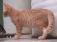 Pepita