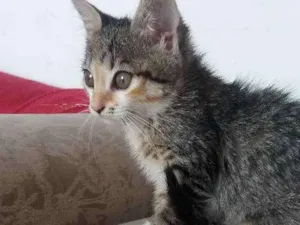 Gato raça  idade 2 a 6 meses nome Nina