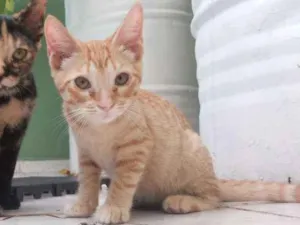 Gato raça Siamês idade 2 a 6 meses nome Pepita