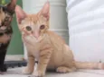 Pepita