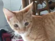 Pepita