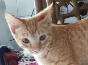 Gato ra a Siamês idade 2 a 6 meses nome Pepita
