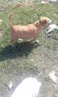 Kika