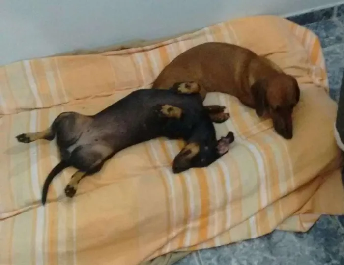 Cachorro ra a Basset idade 1 ano nome Lili e Pepita