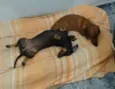 Lili e Pepita