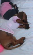 Lili e Pepita