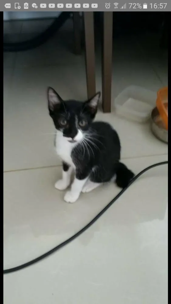 Gato ra a Viralata idade 2 a 6 meses nome Cotoco