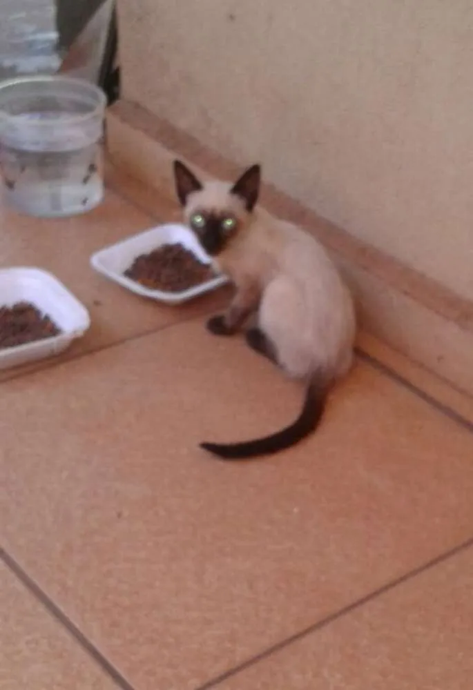 Gato ra a Indefinida  idade  nome Sem nome 