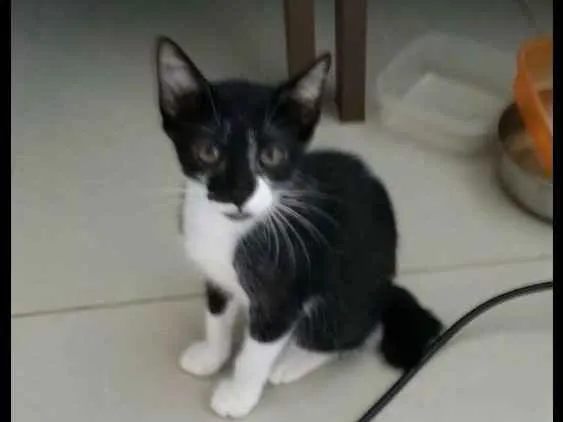 Gato ra a Viralata idade 2 a 6 meses nome Cotoco