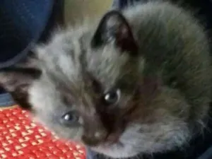 Gato raça Viralata idade 2 a 6 meses nome Meia preta