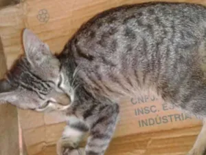 Gato raça Indefinida  idade  nome Sem nome 