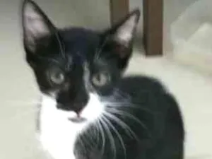 Gato raça Viralata idade 2 a 6 meses nome Cotoco