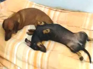 Cachorro raça Basset idade 1 ano nome Lili e Pepita