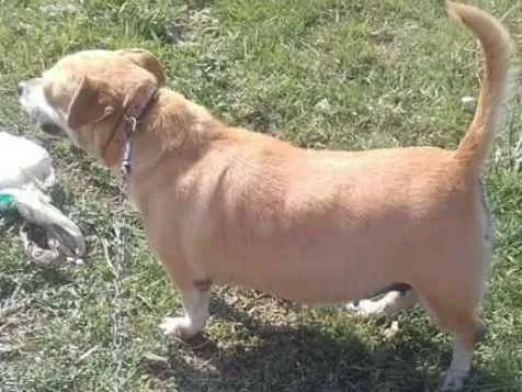 Cachorro ra a Sem raça idade 6 ou mais anos nome Kika