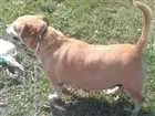 Cachorro raça Sem raça idade 6 ou mais anos nome Kika