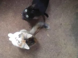 Gato raça Indefinida idade 2 a 6 meses nome Estão sem nome