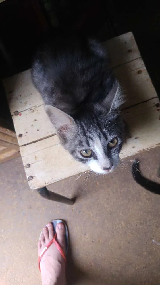 Gato raça Indefinida idade 2 a 6 meses nome Estão sem nome