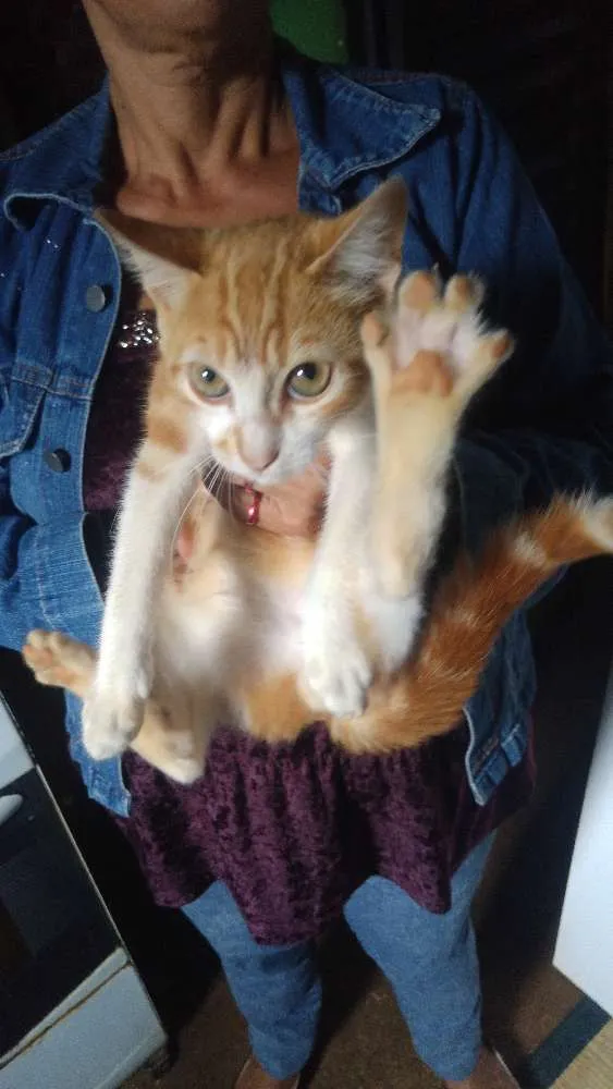 Gato raça Indefinida idade 2 a 6 meses nome Estão sem nome