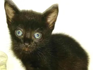 Gato raça  idade Abaixo de 2 meses nome Sem nome