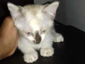 Gato raça  idade Abaixo de 2 meses nome Lua