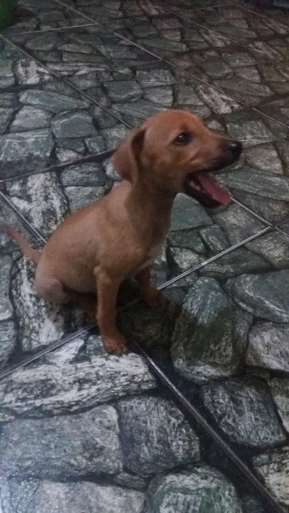 Cachorro ra a Sem raça definida  idade 2 a 6 meses nome Sem nome defonido