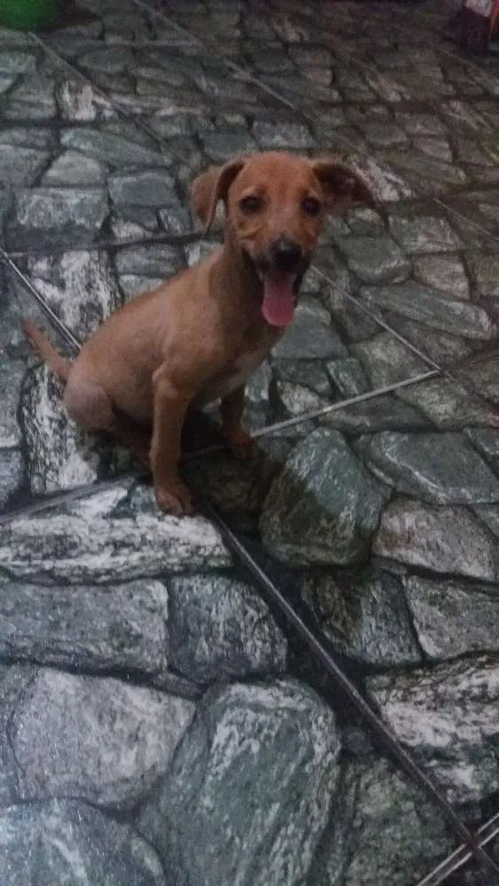 Cachorro ra a Sem raça definida  idade 2 a 6 meses nome Sem nome defonido