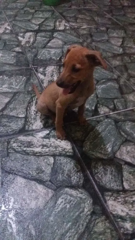 Cachorro ra a Sem raça definida  idade 2 a 6 meses nome Sem nome defonido