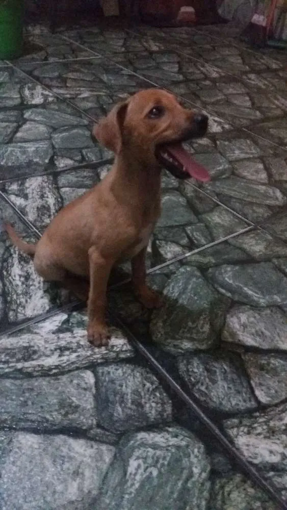 Cachorro ra a Sem raça definida  idade 2 a 6 meses nome Sem nome defonido