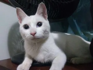 Gato raça SRD idade 7 a 11 meses nome Bia