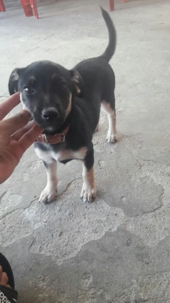 Cachorro ra a SRD  idade 2 a 6 meses nome Charlotte ( filhote 