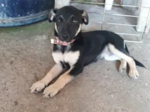Cachorro raça SRD  idade 2 a 6 meses nome Charlotte ( filhote 