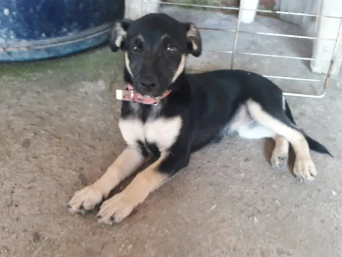 Cachorro ra a SRD  idade 2 a 6 meses nome Charlotte ( filhote 