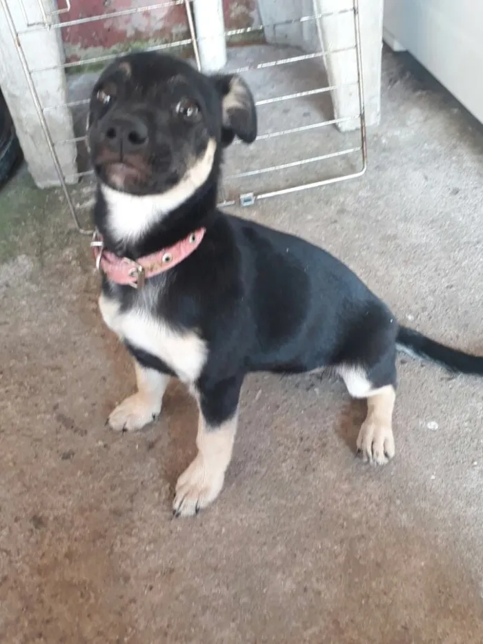 Cachorro ra a SRD  idade 2 a 6 meses nome Charlotte ( filhote 