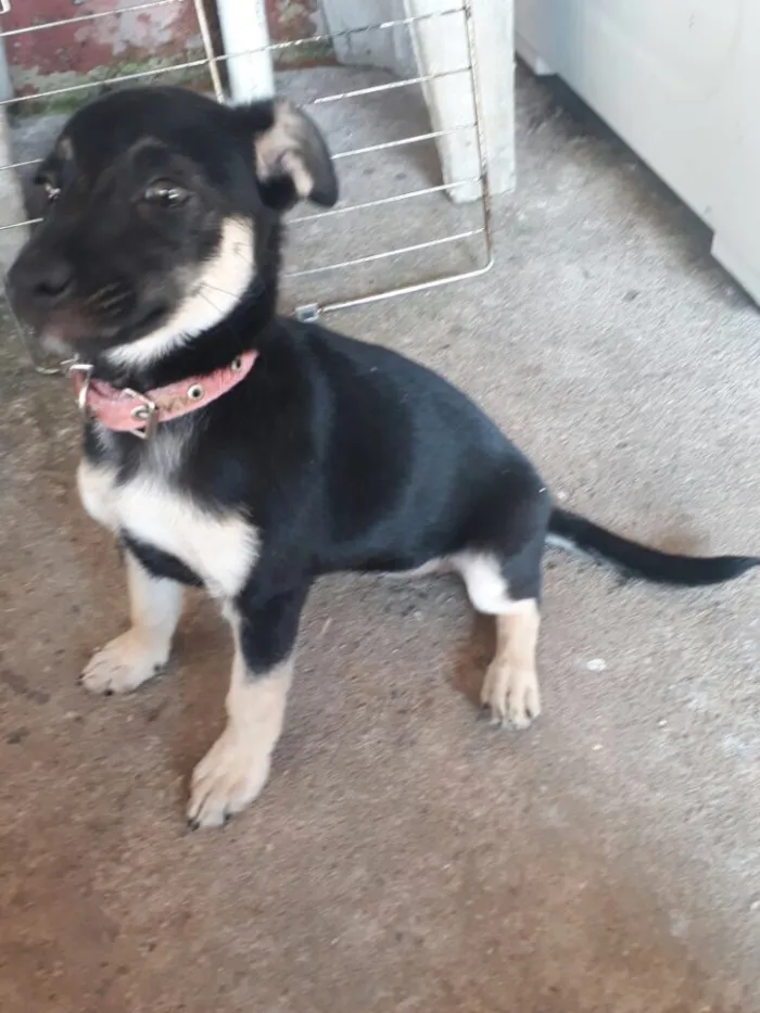 Cachorro ra a SRD  idade 2 a 6 meses nome Charlotte ( filhote 