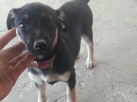 Cachorro ra a SRD  idade 2 a 6 meses nome Charlotte ( filhote 