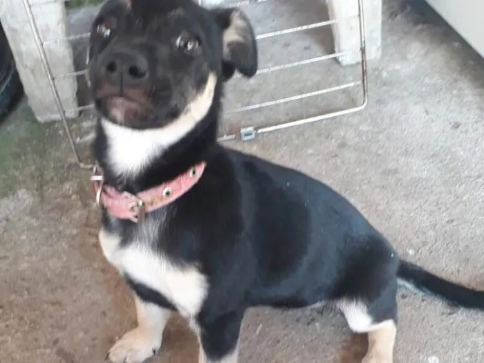 Cachorro ra a SRD  idade 2 a 6 meses nome Charlotte ( filhote 