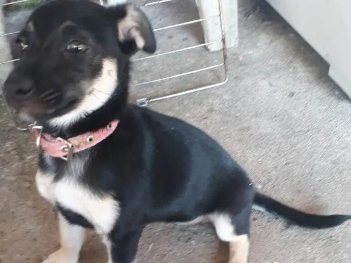 Cachorro ra a SRD  idade 2 a 6 meses nome Charlotte ( filhote 
