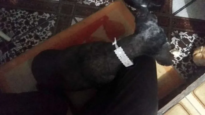 Cachorro ra a Pudle idade 6 ou mais anos nome Belinha