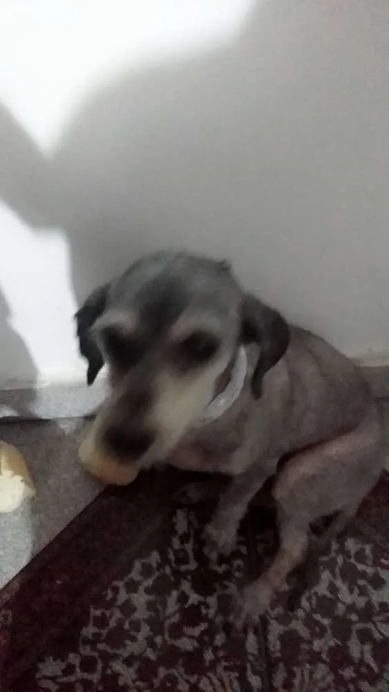 Cachorro ra a Pudle idade 3 anos nome Fiona