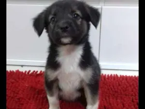 Cachorro raça Vira-lata  idade 2 a 6 meses nome Barney